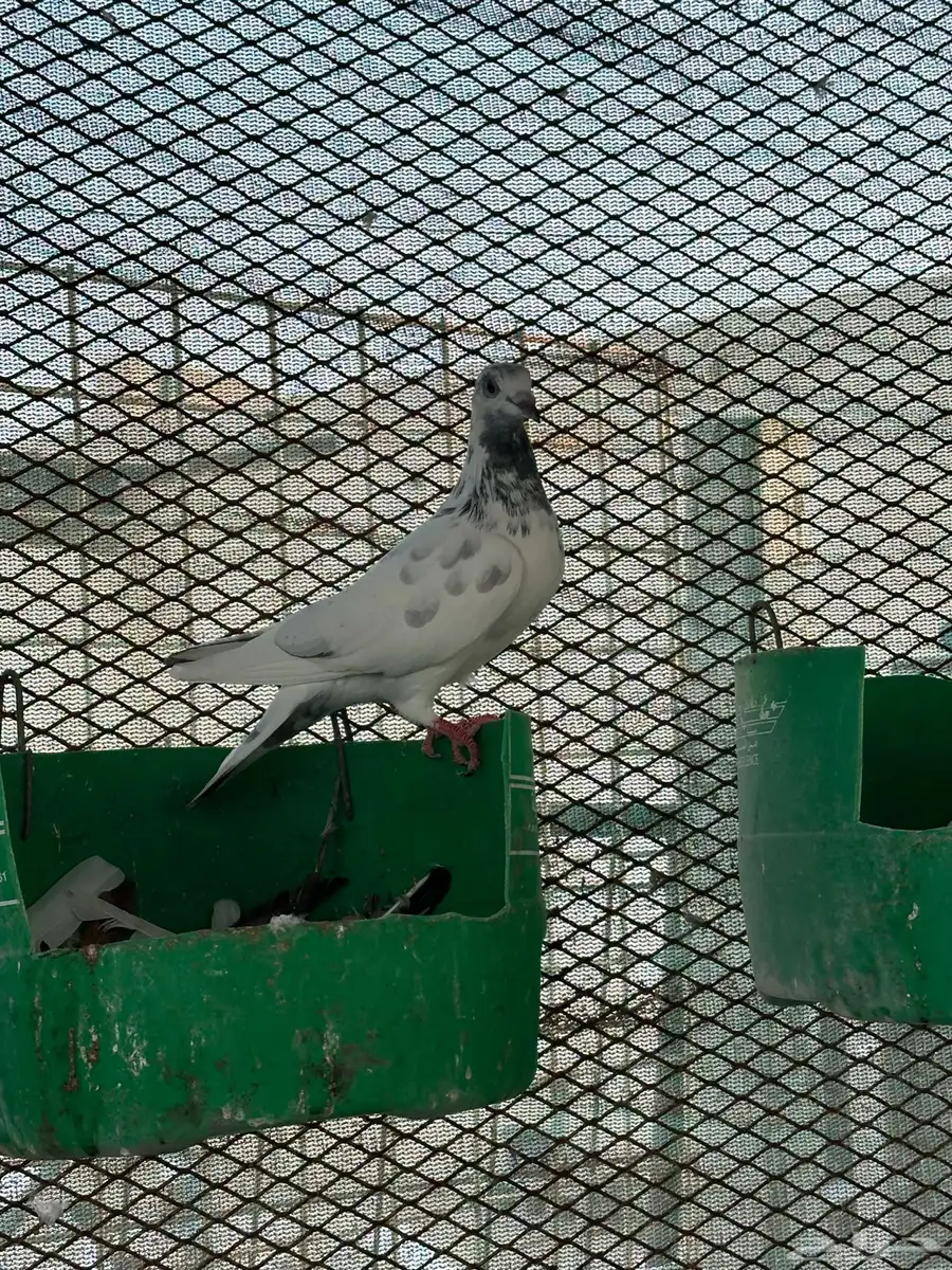 للبيع حمام احجام طيبه 5