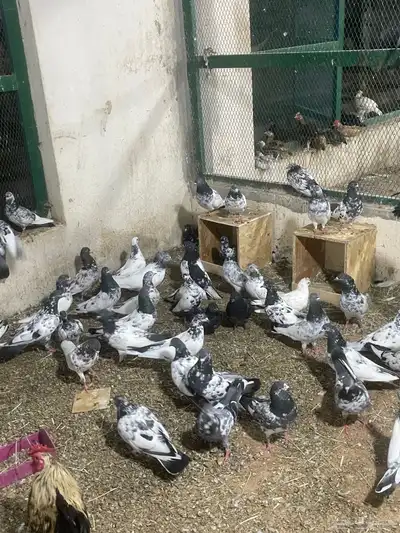 حمام باكستاني 4