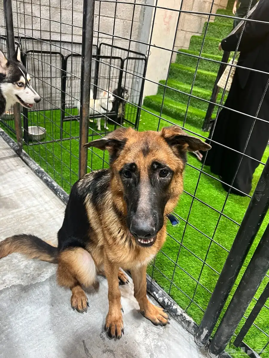 Workline 1 year old female German shepherd 3