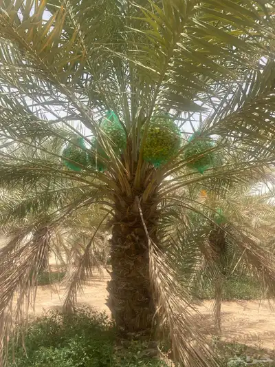 ثمرة تمر خلاص 2