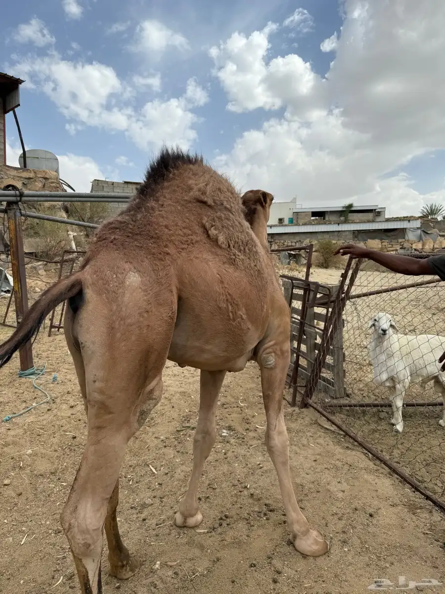قعود مفرود عمر 8 شهور 3