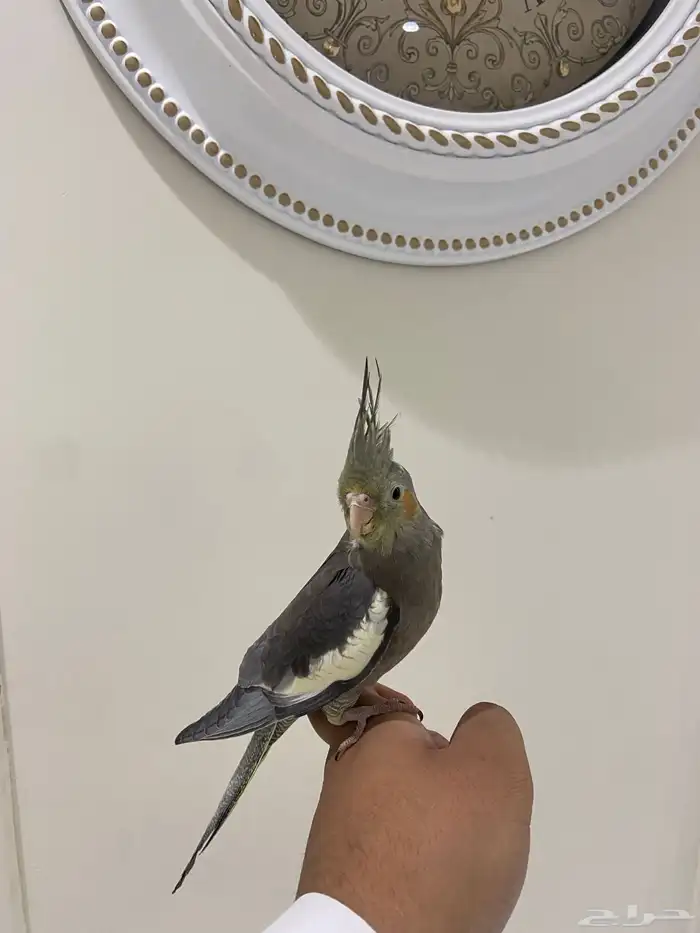 عصفور كروان 3