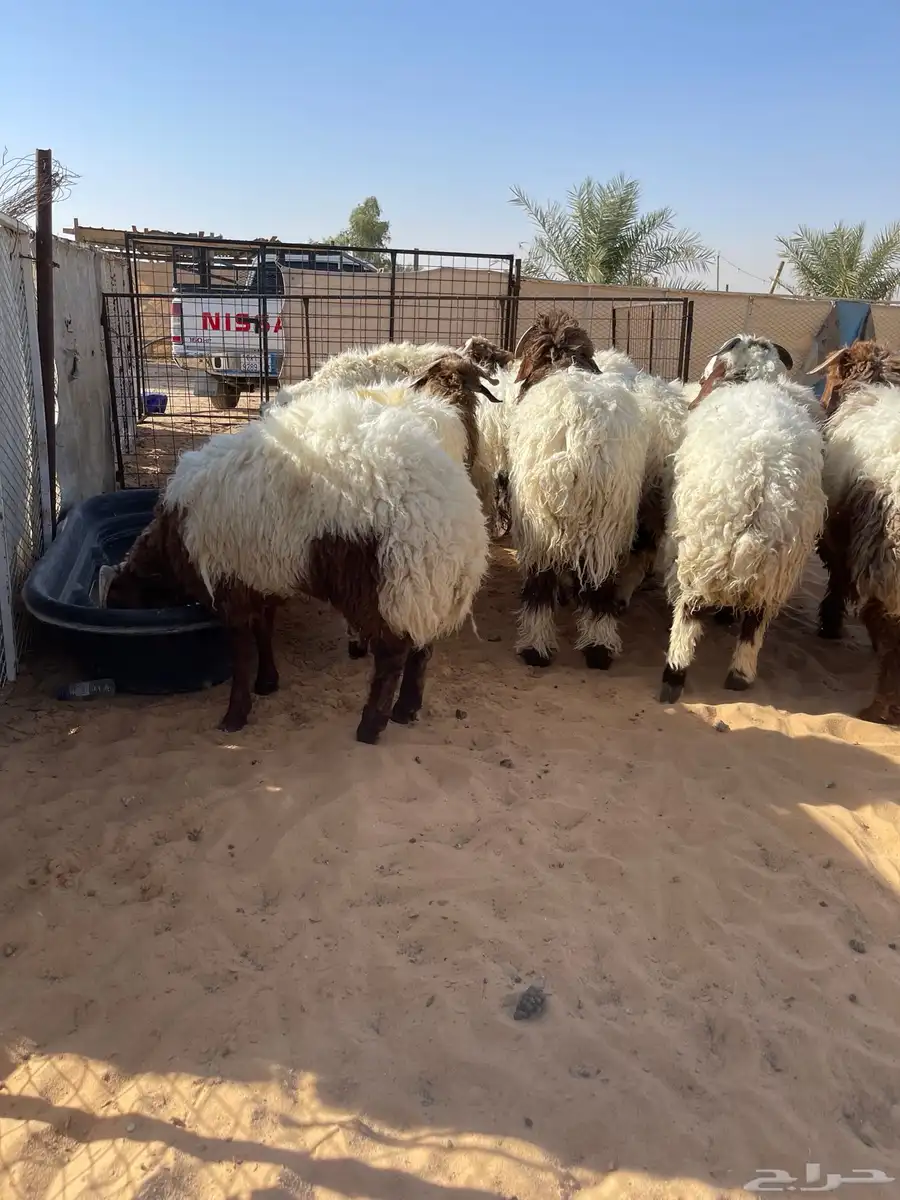 للبيع بهم نعيم خرفان جذعان طيب جملة وتفريد 10