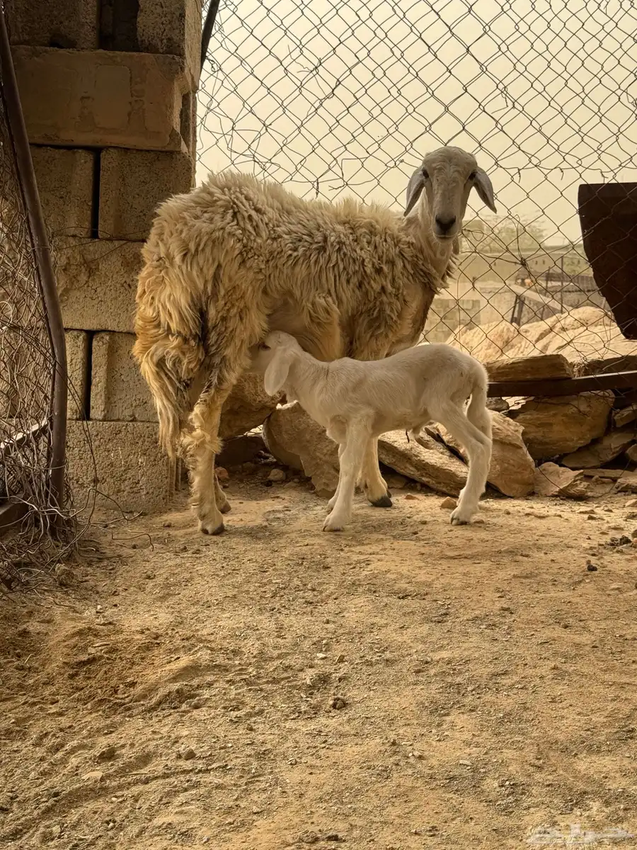 نعجه سنها جذعه تحتها ذكر 1