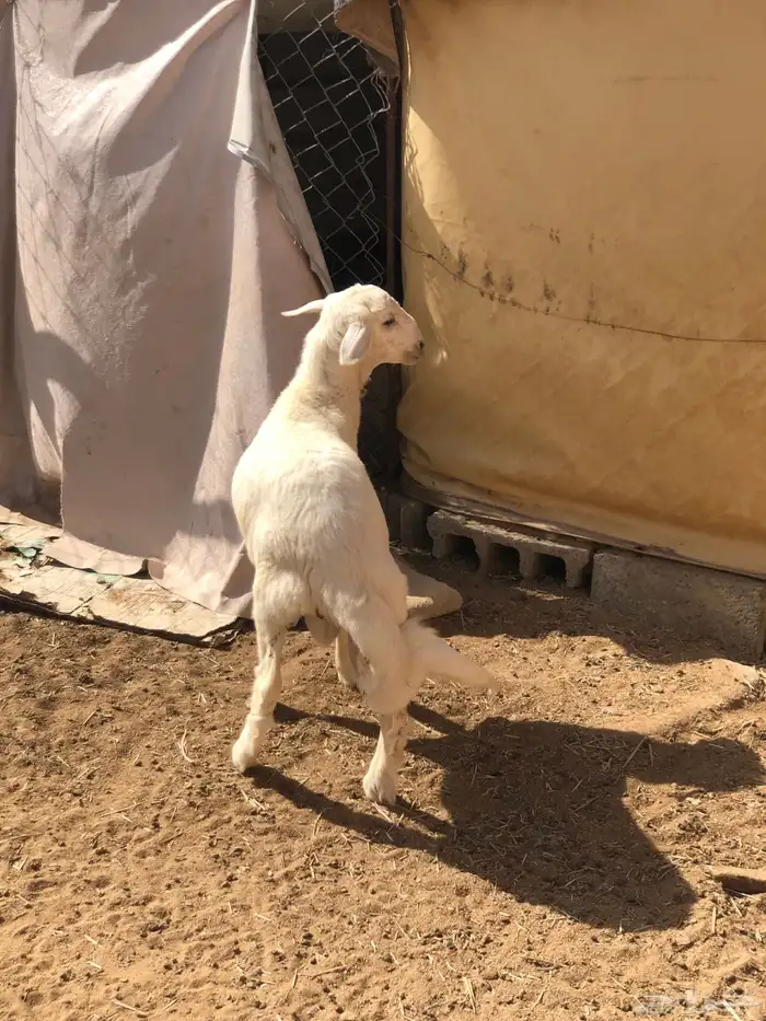 طلي كفو للبيع حق ثلاجه 7
