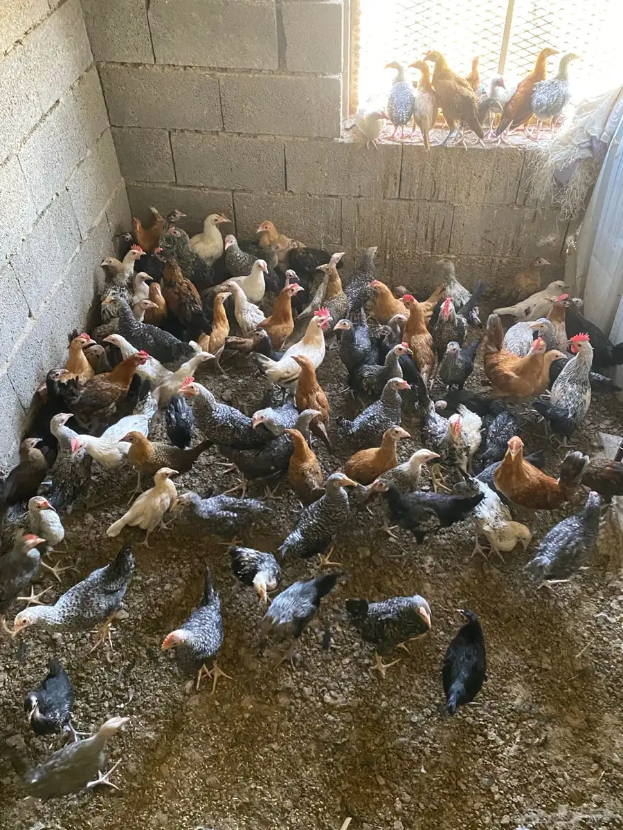 دجاج وديوك بلدي 0