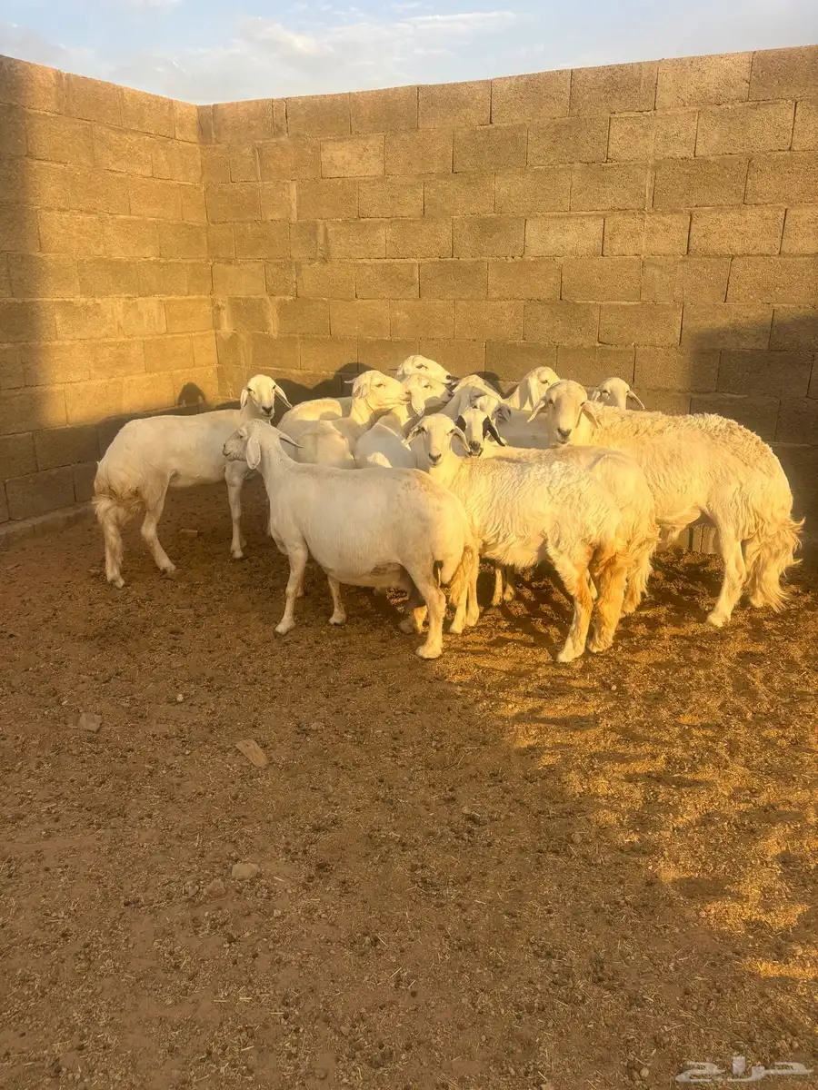 غنم كفو صنف ودفع على الشرط وأسنان 13
