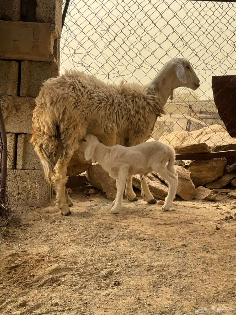 نعجه سنها جذعه تحتها ذكر 6