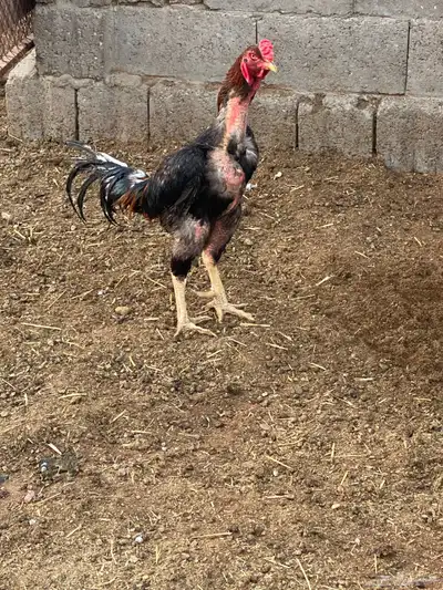 دجاج وديكه شامو اصل 15