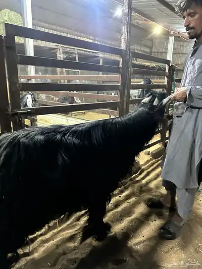 تيس عارضي فحل 2