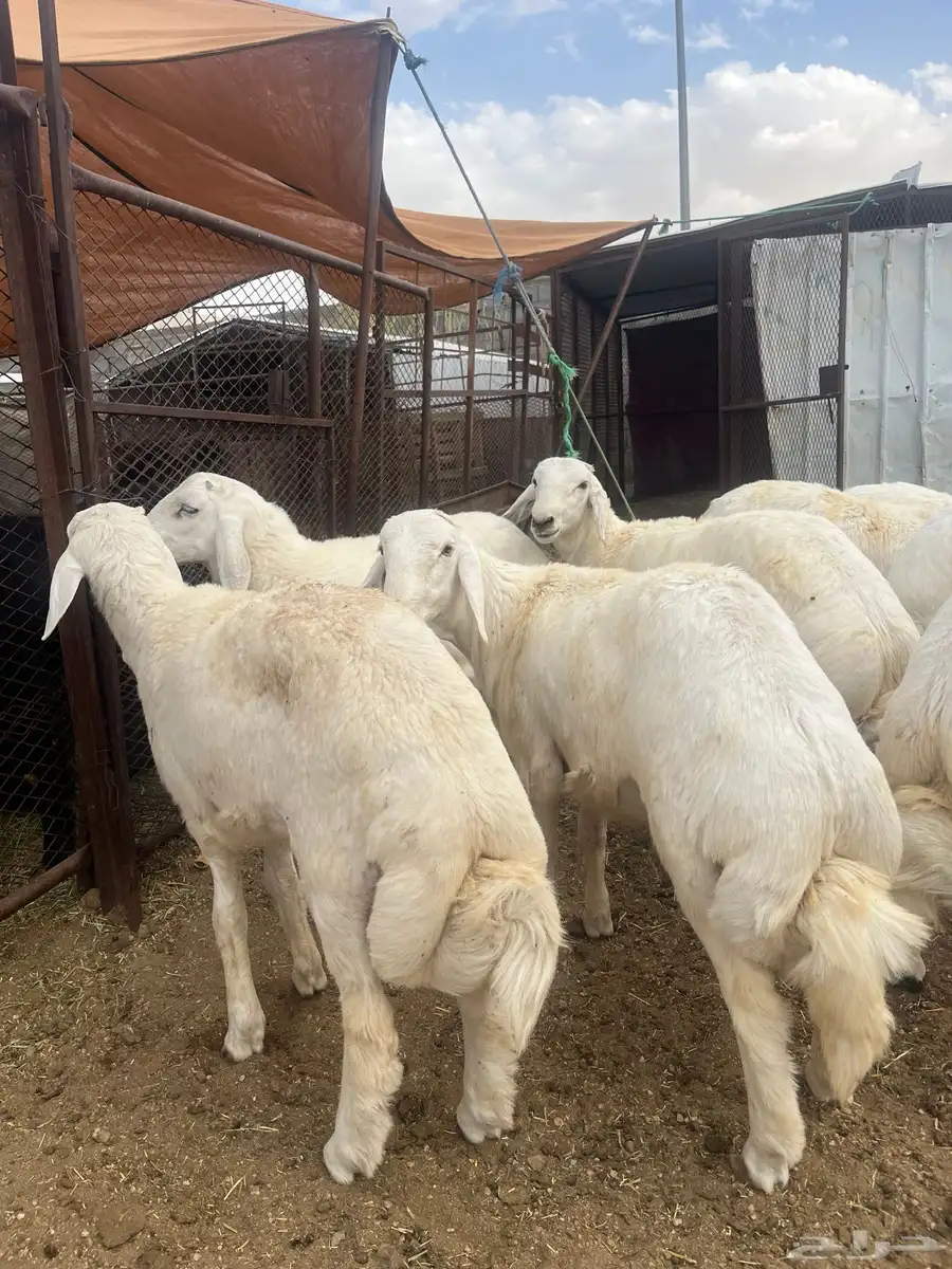 ياهل الزين  ياهل الجبر طليان جبره فوق الكفو 2