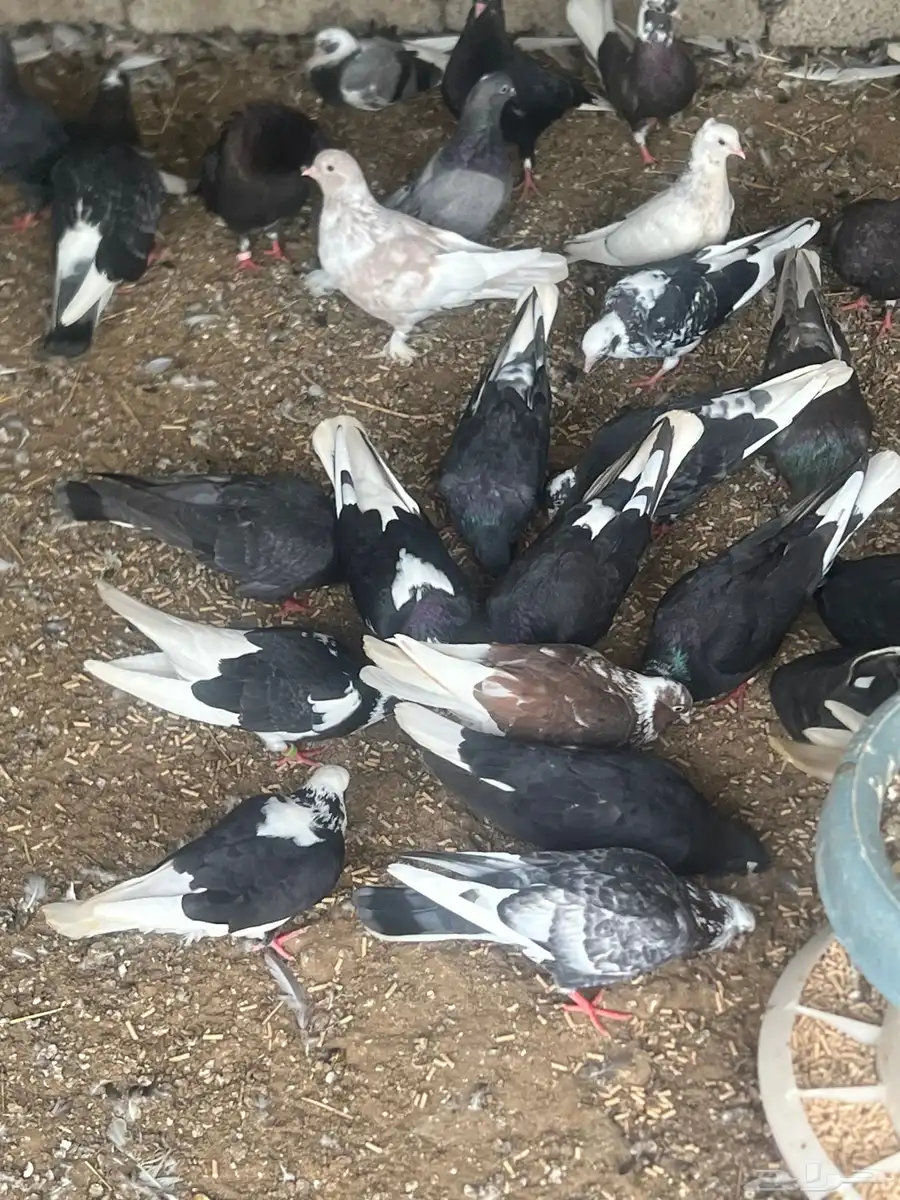 قطايف 0
