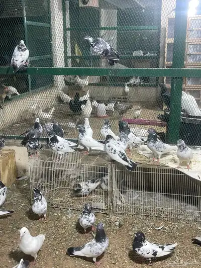 حمام باكستاني 2