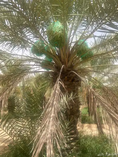 ثمرة تمر خلاص 3