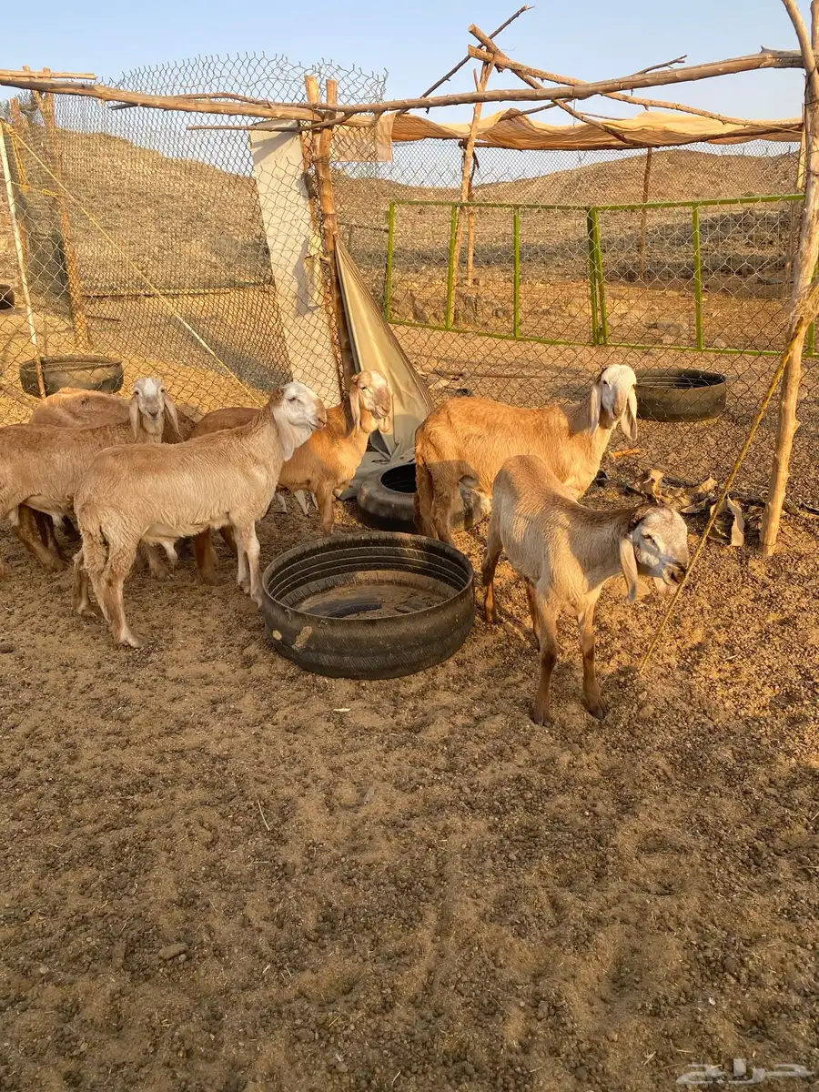 طليان سواكن درمانيات صنف 2
