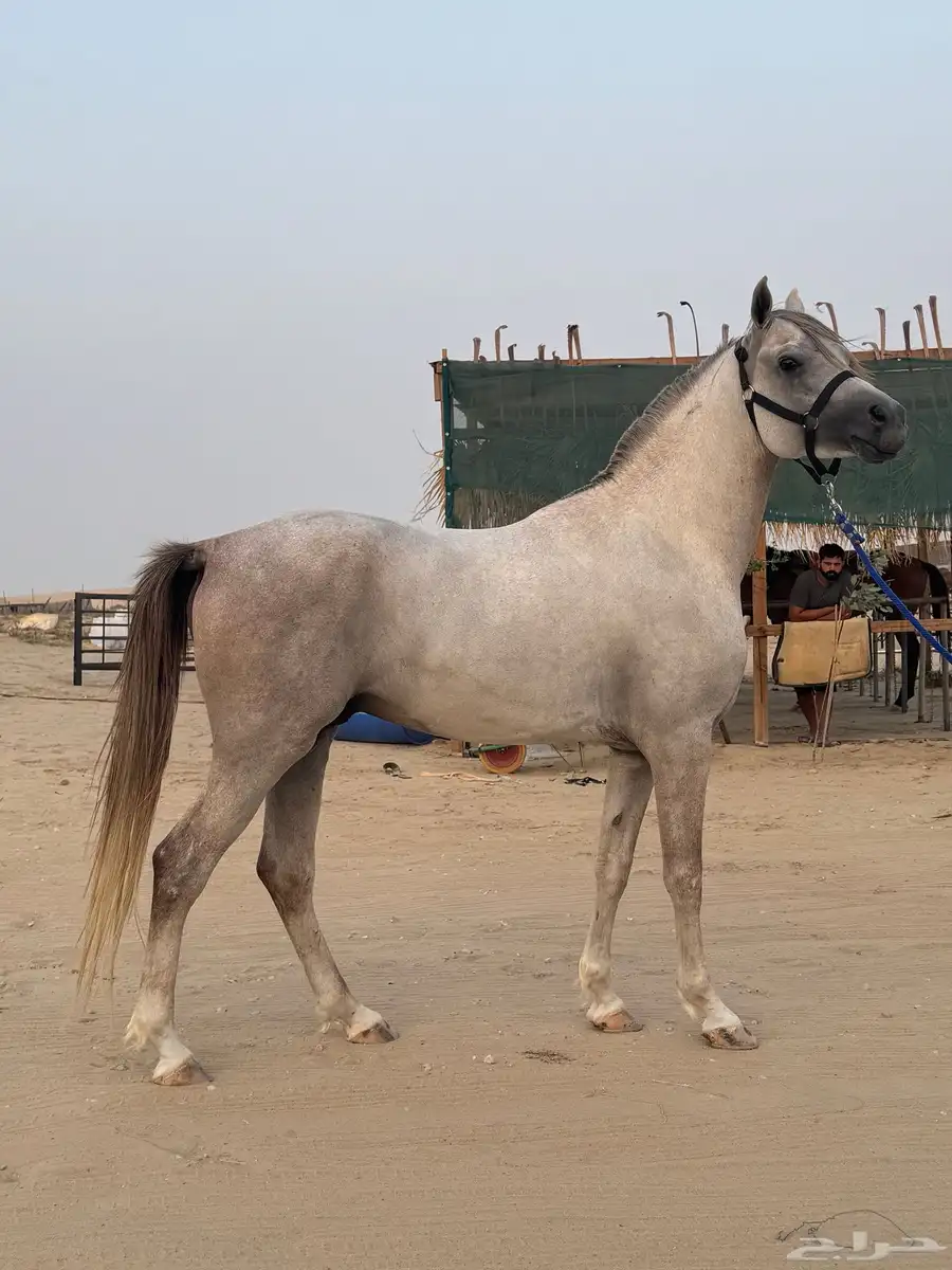 حصان شعبي فااخر 3