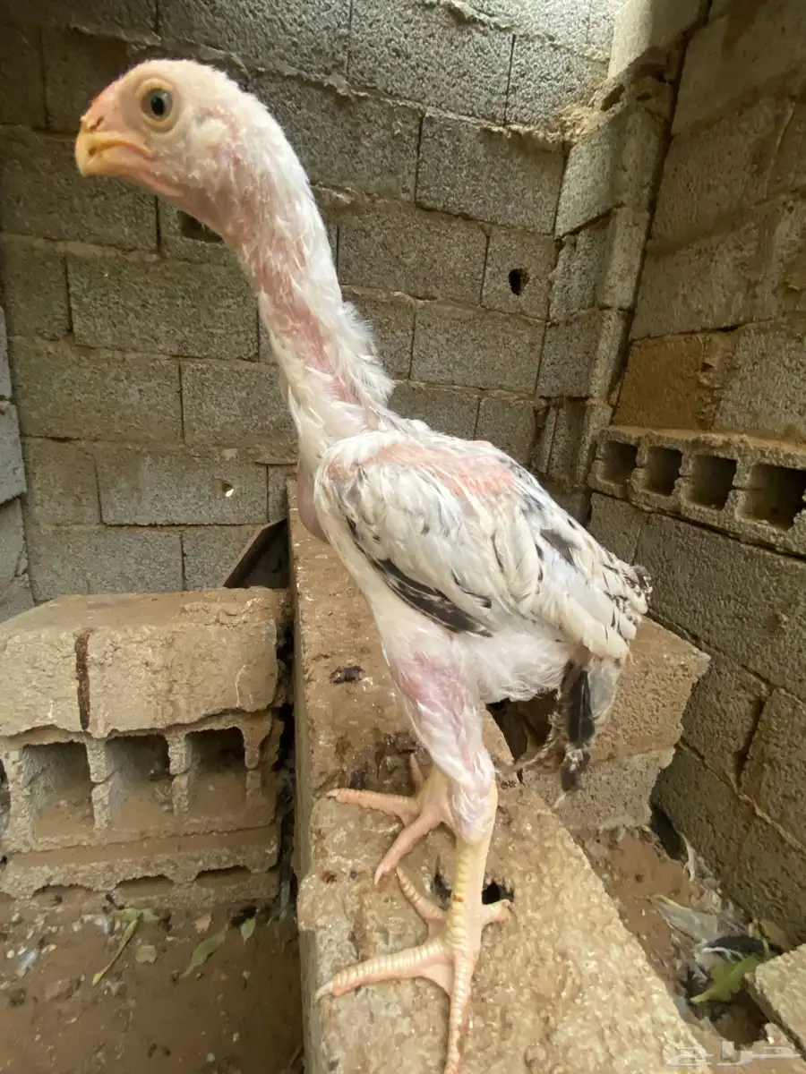 دجاج فارسي للبيع فرخ ماشاءالله 1