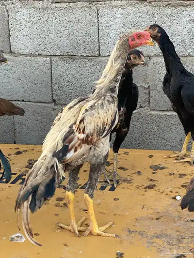 دجاج وديكه شامو اصل 0