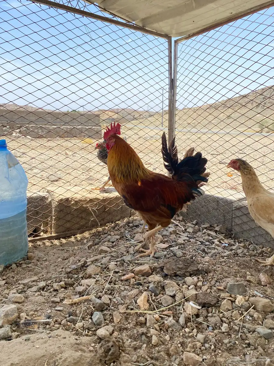 ديك ودجاجتين كفو شرط. تم البيع 1