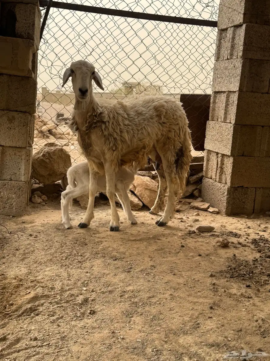 نعجه سنها جذعه تحتها ذكر 2