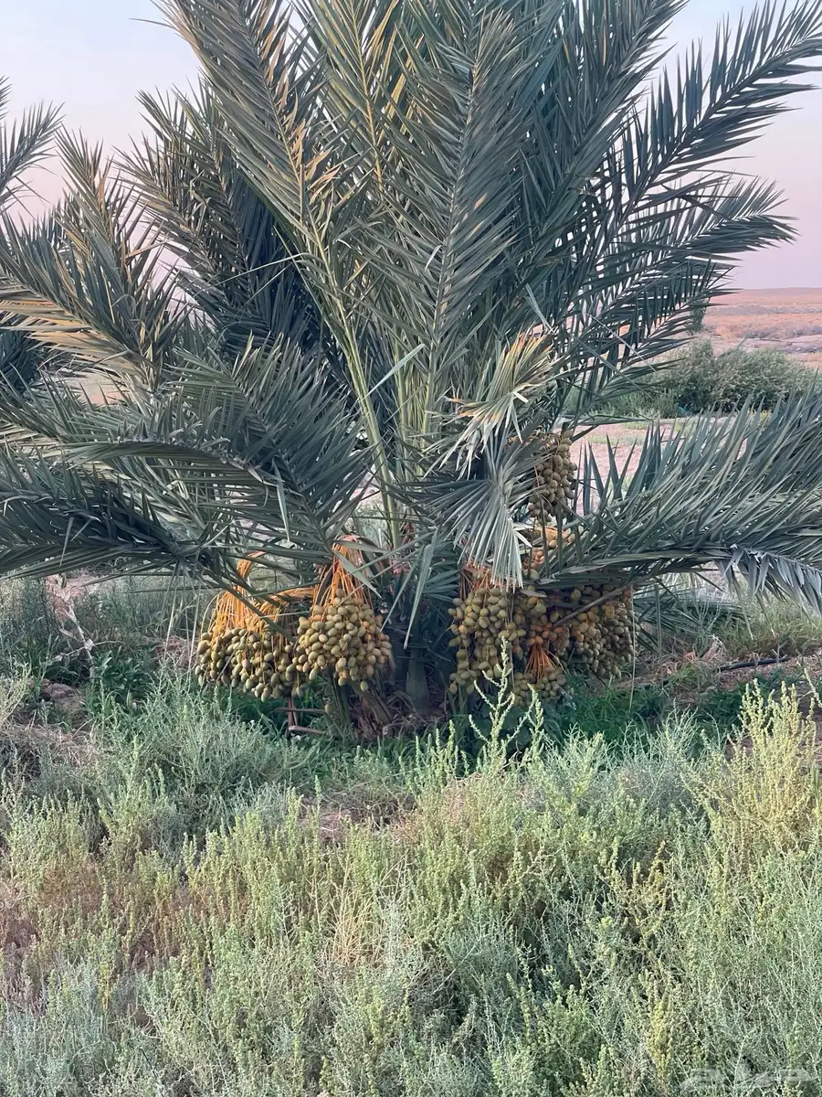 ثمر نخيل خلاص صقعي مجدول واخرى للبيع 0