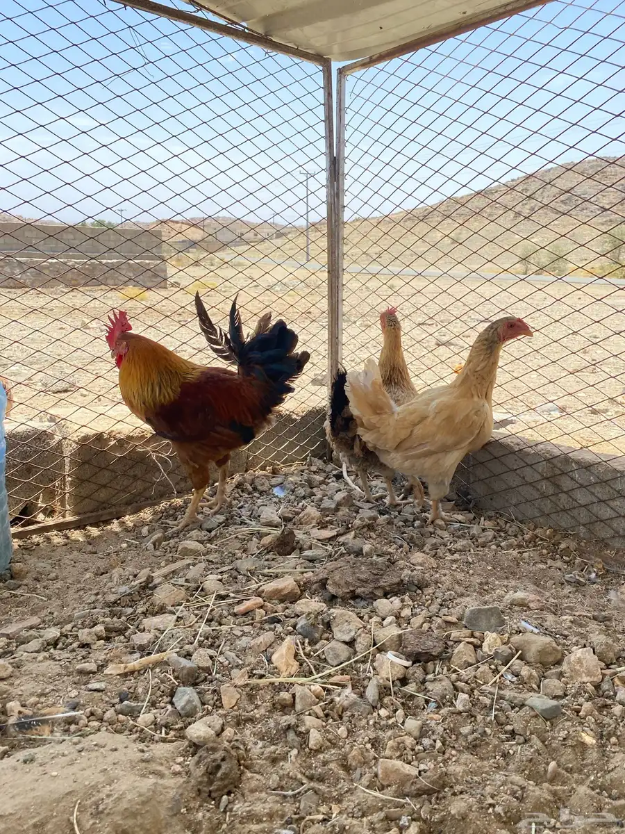 ديك ودجاجتين كفو شرط. تم البيع 2
