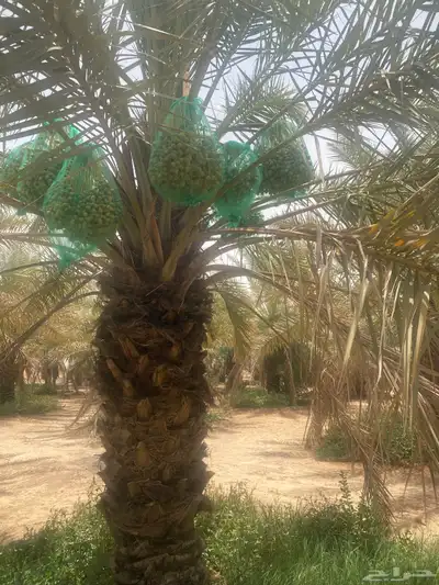 ثمرة تمر خلاص 4