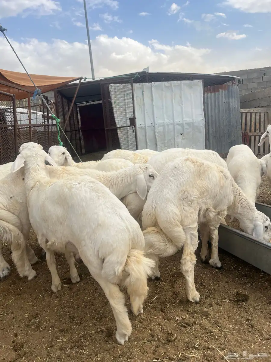 ياهل الزين  ياهل الجبر طليان جبره فوق الكفو 4