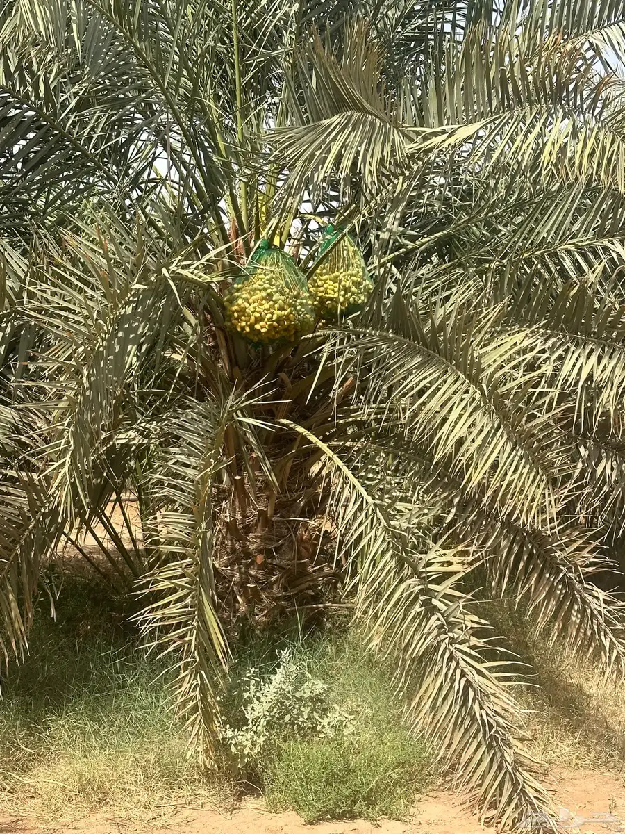 ثمر خلاص حساء فاخر 0