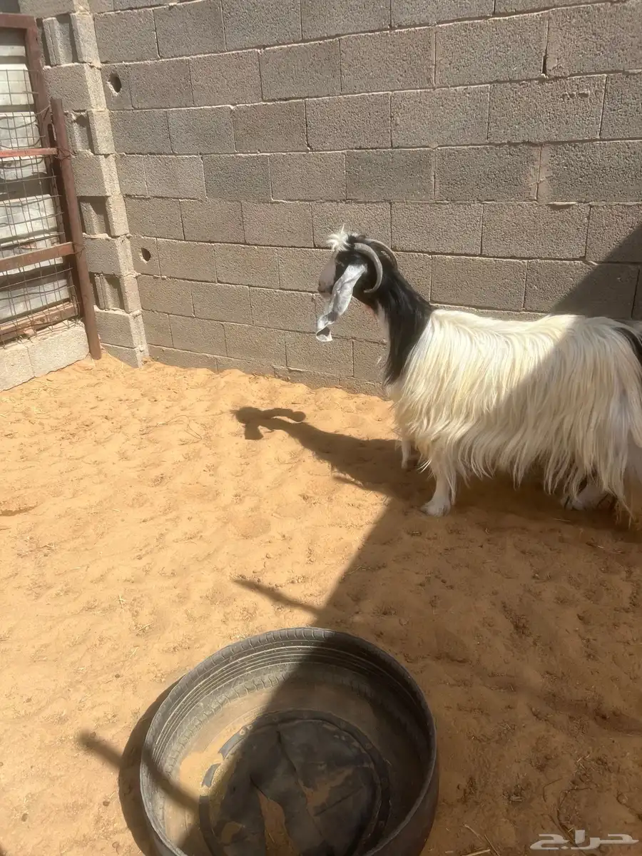 عنز بلدي مقنوي فاخره 4