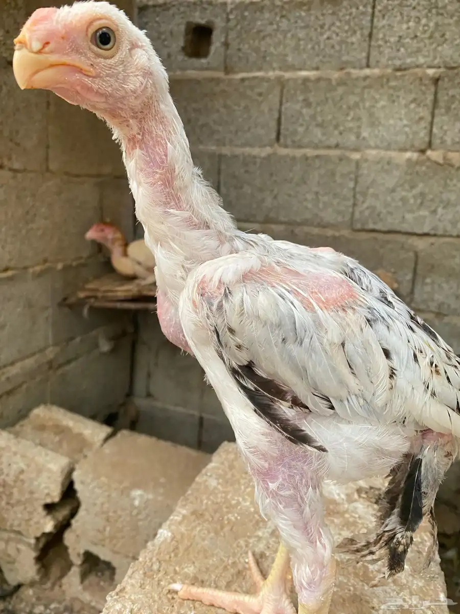 دجاج فارسي للبيع فرخ ماشاءالله 4