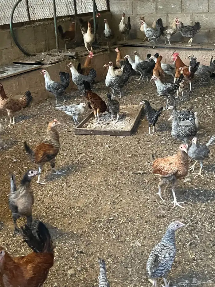للبيع دجاج بلدي وتركي 3