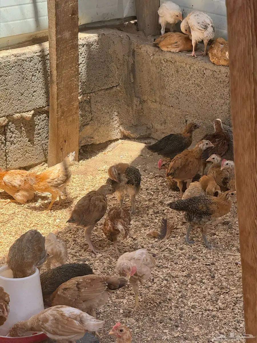 دجاج بلدي للبيع العمر شهر سليم من جميع الامراض يوجد لدينا 1