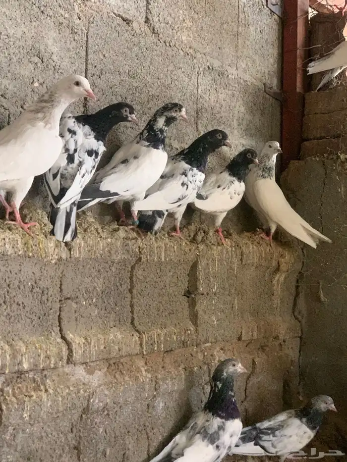 حمام باكستاني طيار. (تم البيع) 1