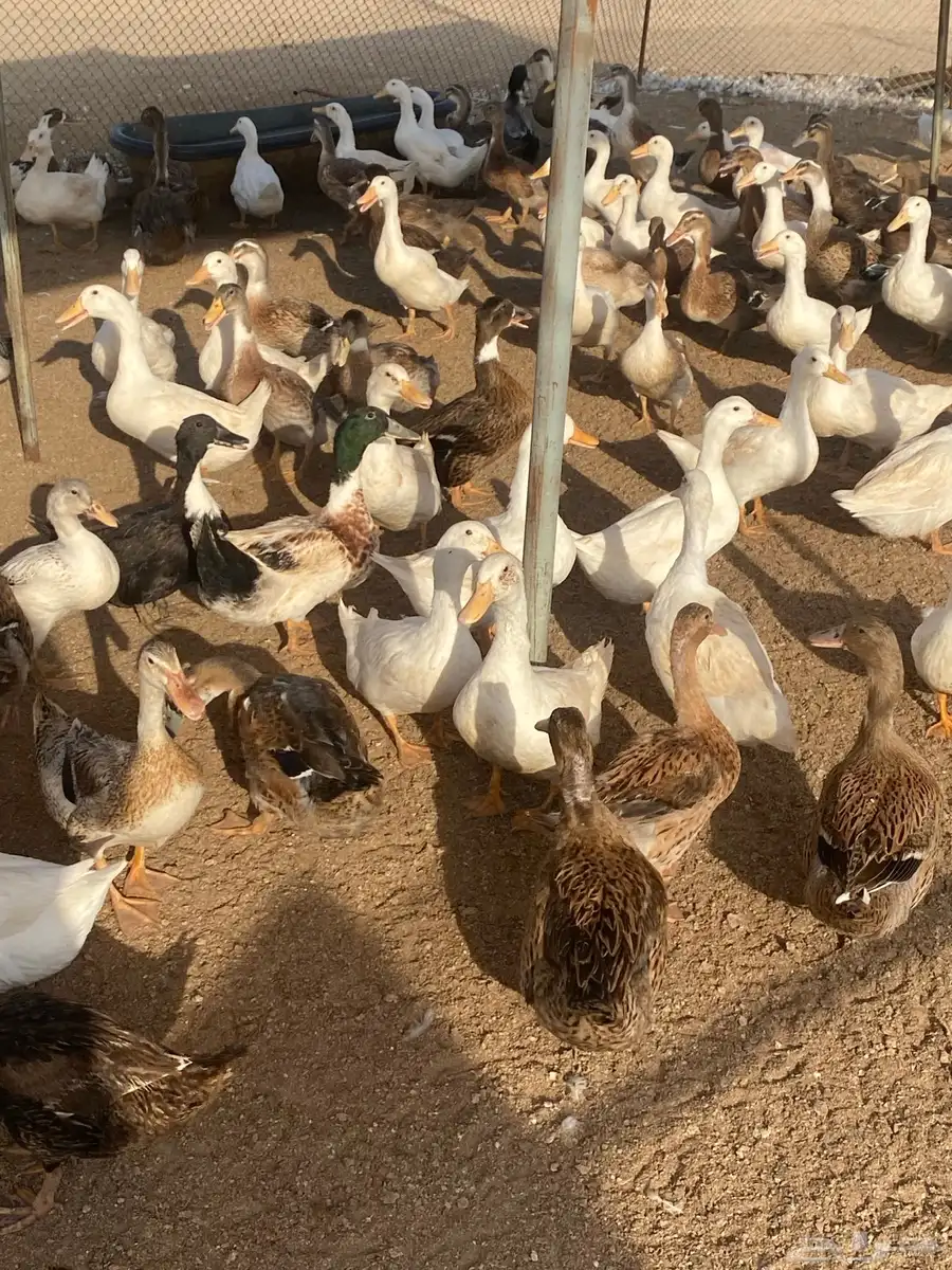 بط بكيني وشرشيري 3