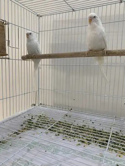 بادجي هولندي ابيض 4