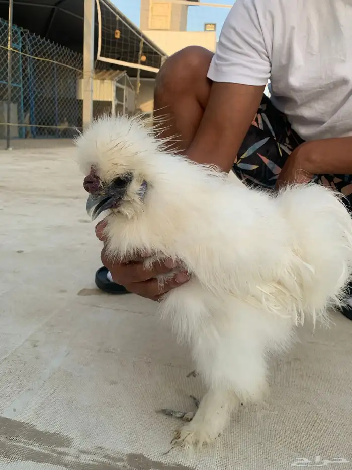 ديك القطني 9