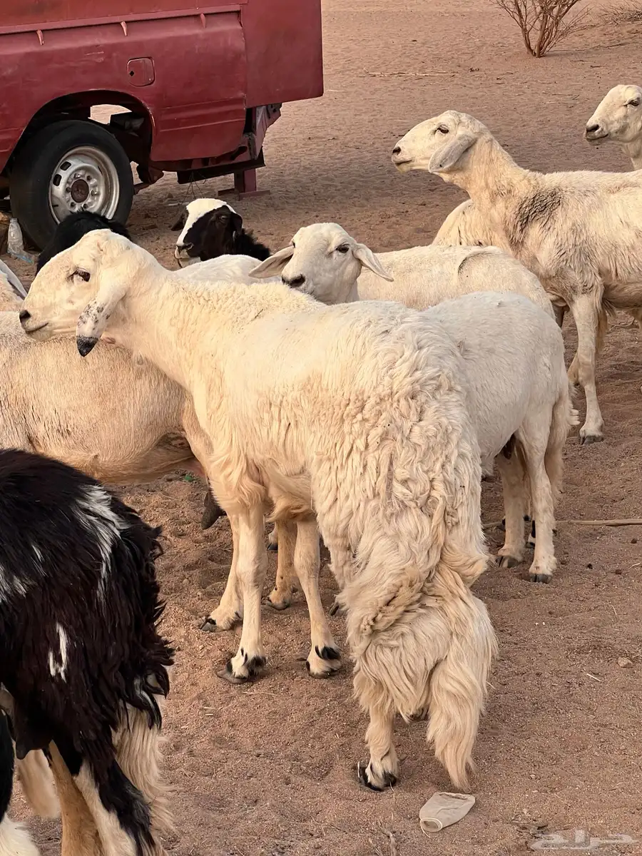 طلي مشروع كفوو فحل ثني وينسف 3