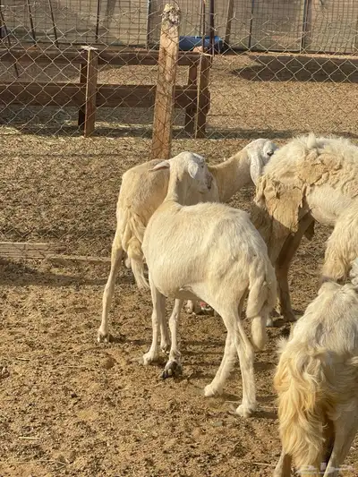 تم البيع 7