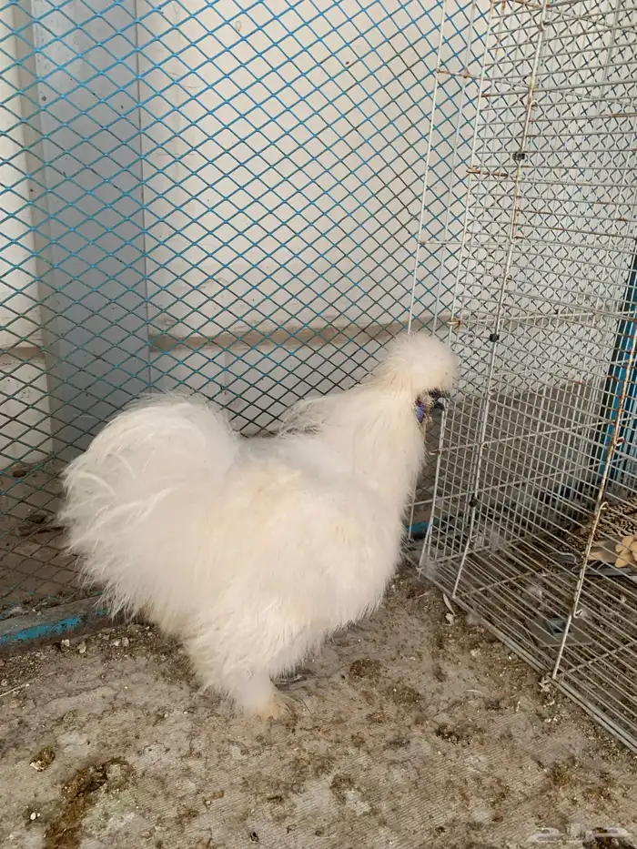 ديك القطني 2