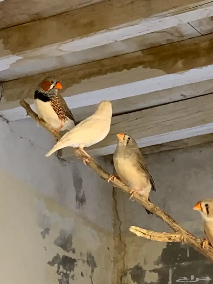 للبيع طيور زبراء 0