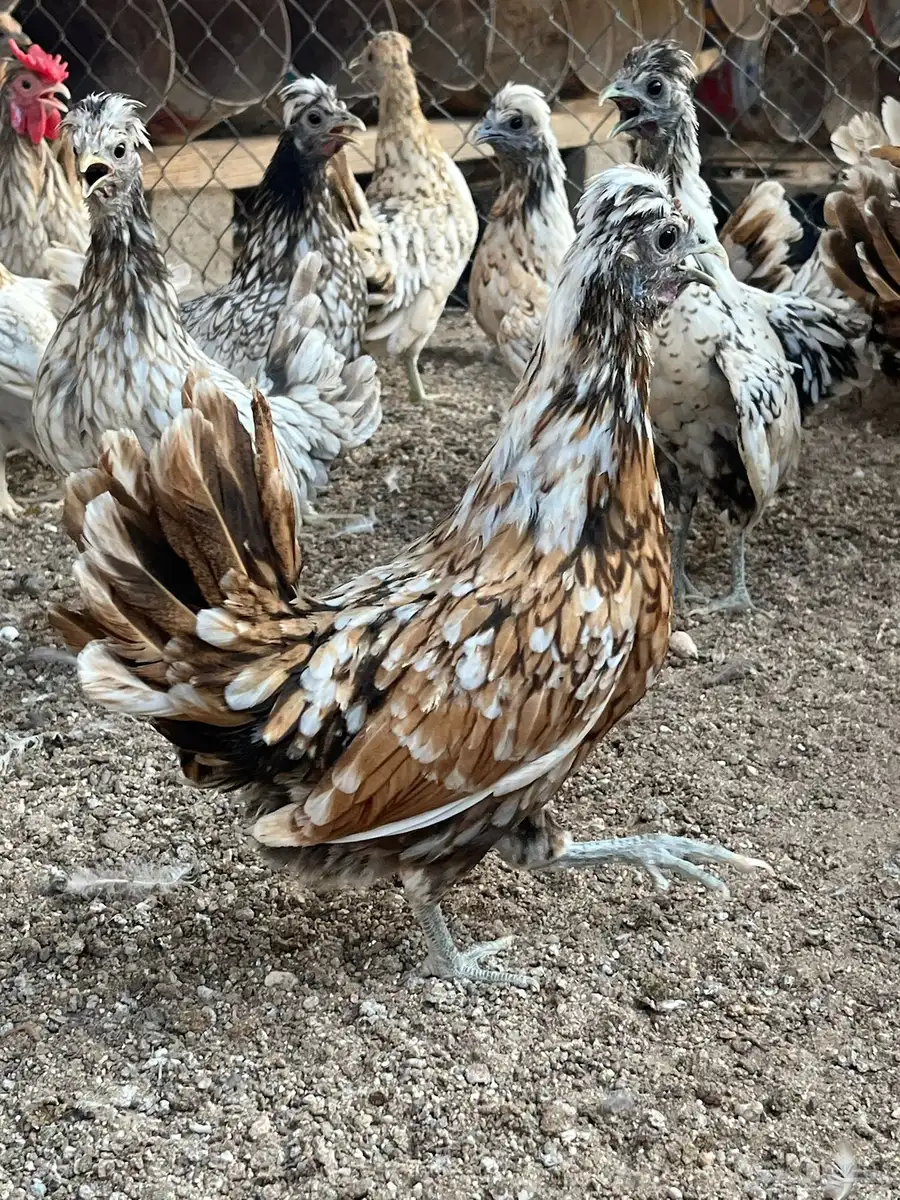 دجاج كويتي فاخر 0