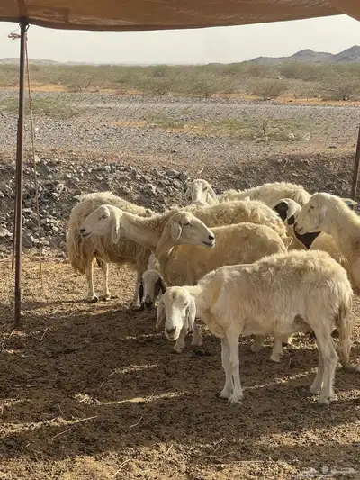 تم البيع 5