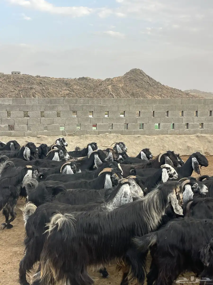 معزا عوارض دفاع وحليب بفحلها 5