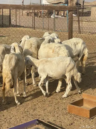 تم البيع 6