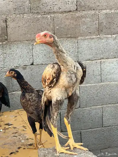 دجاج وديكه شامو اصل 1