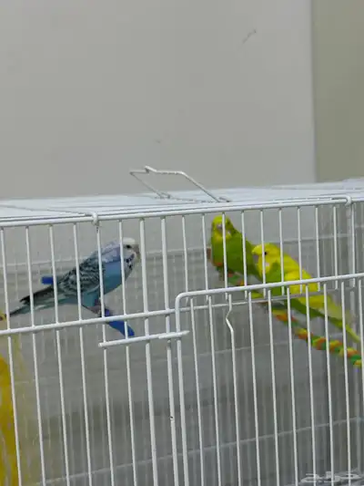 للبيع طيور باجي بلو نادر الصامل مراح اختلف معه 0