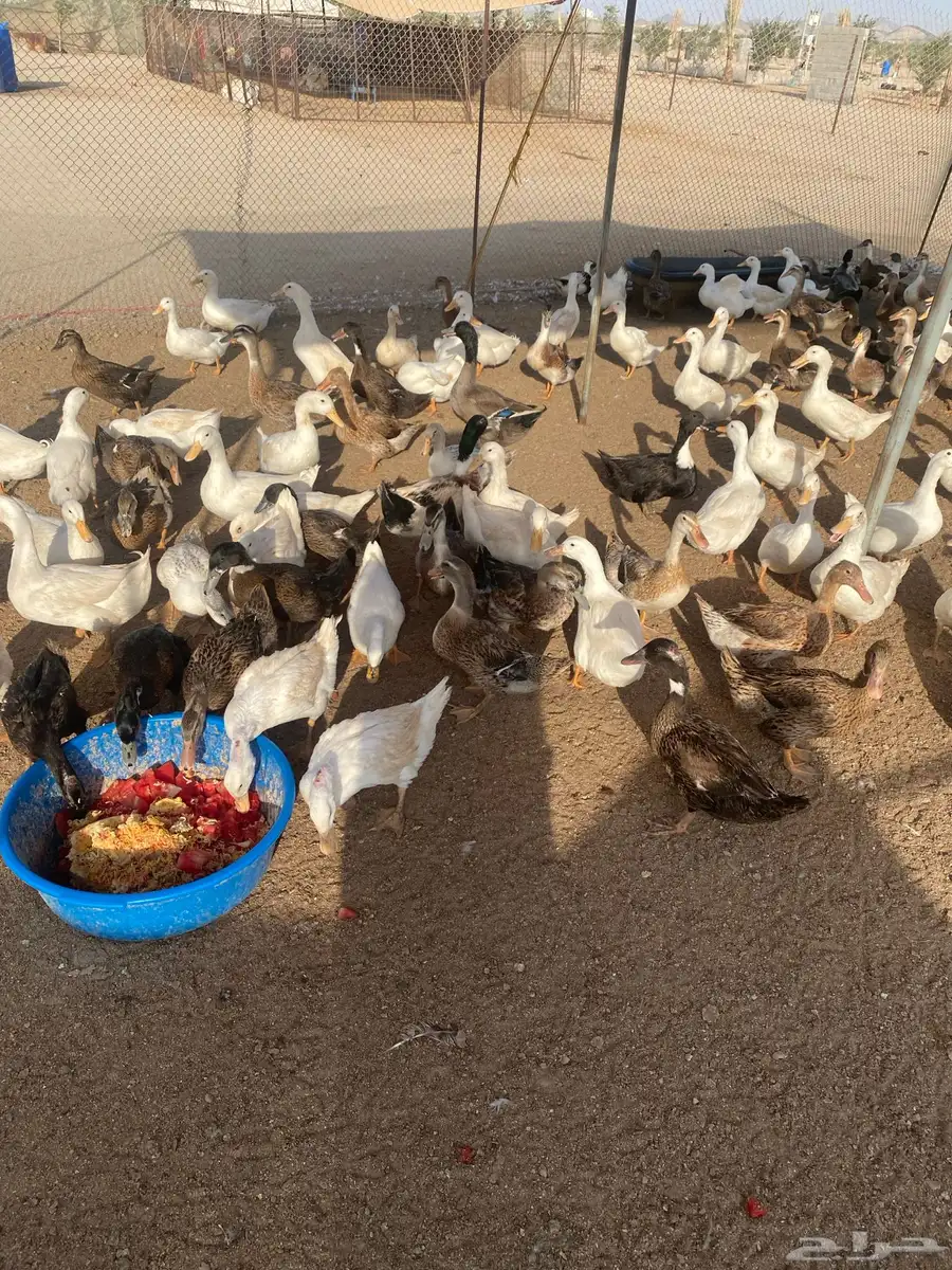 بط بكيني وشرشيري 4