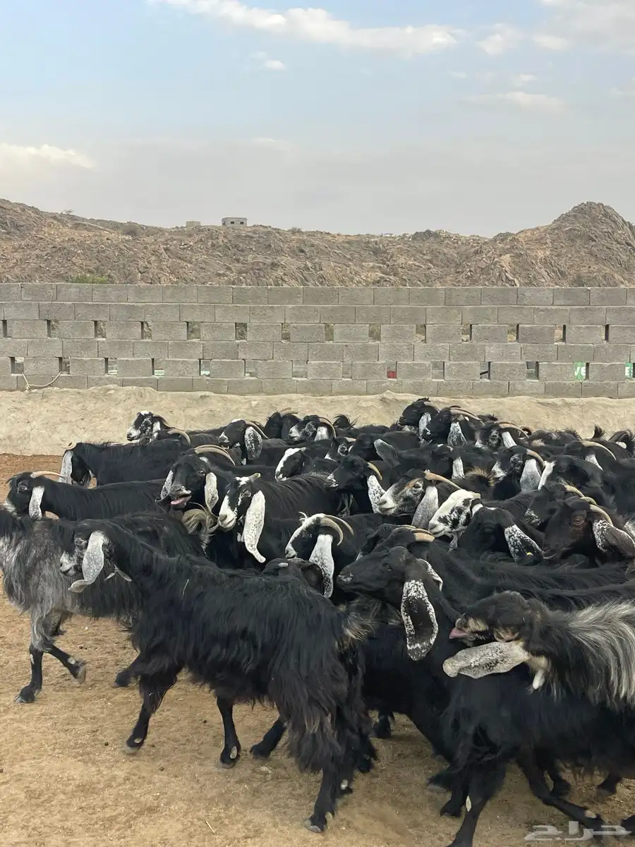 معزا عوارض دفاع وحليب بفحلها 8