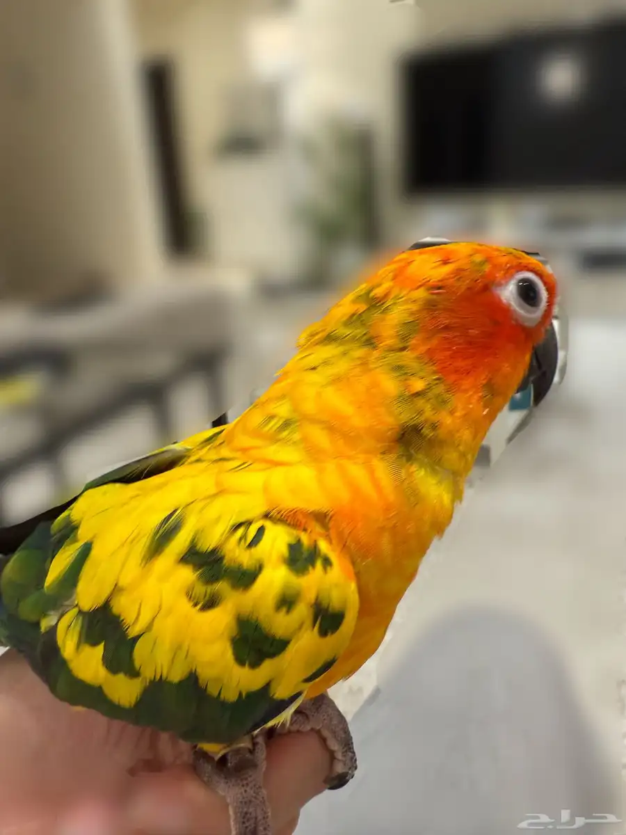 كنيور للبيع 2
